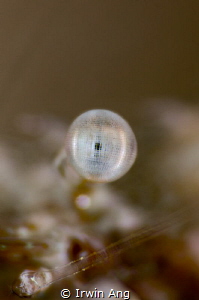 E Y E S 
Clear cleaner shrimp (Urocaridella antonbruunii... by Irwin Ang 
